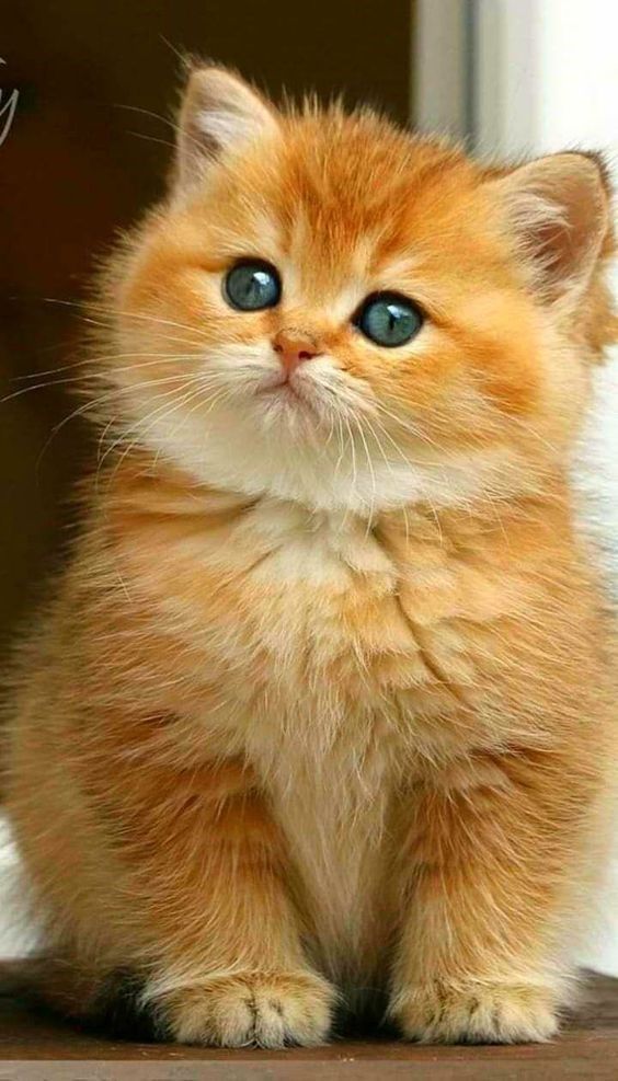 Walpaper Cute Baby Cat Aesthetic