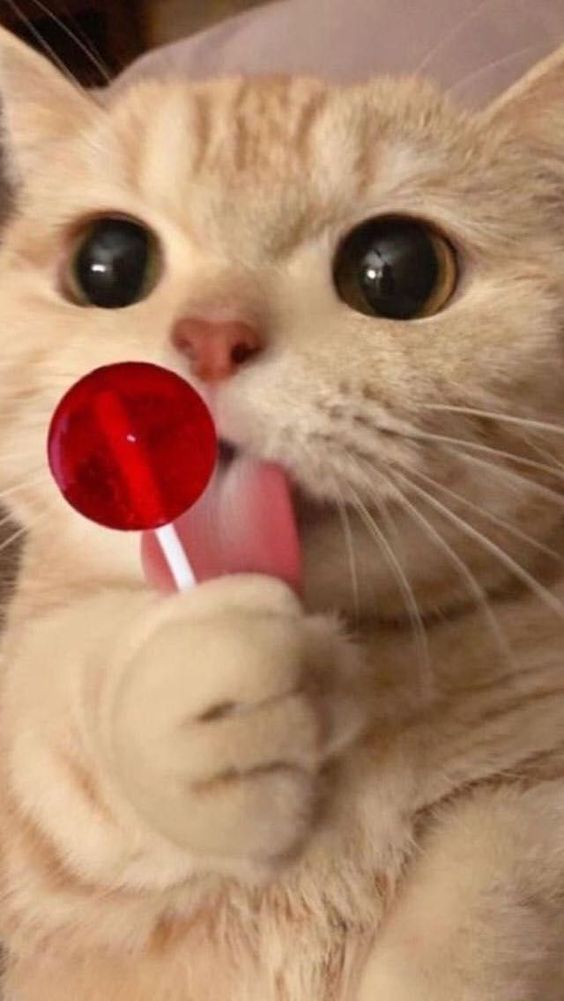 Wallpaper Kucing Aesthetic