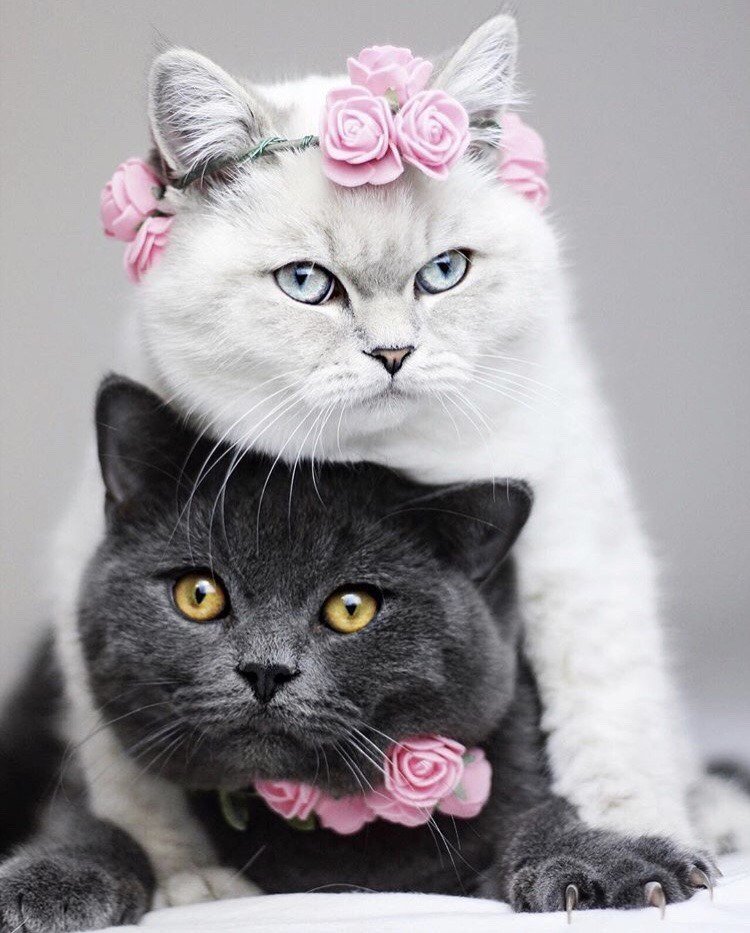 Walpaper Cute Couple Cats Aesthetic
