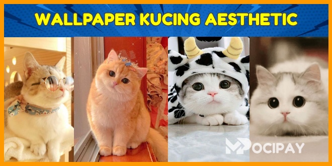 Wallpaper Kucing Aesthetic