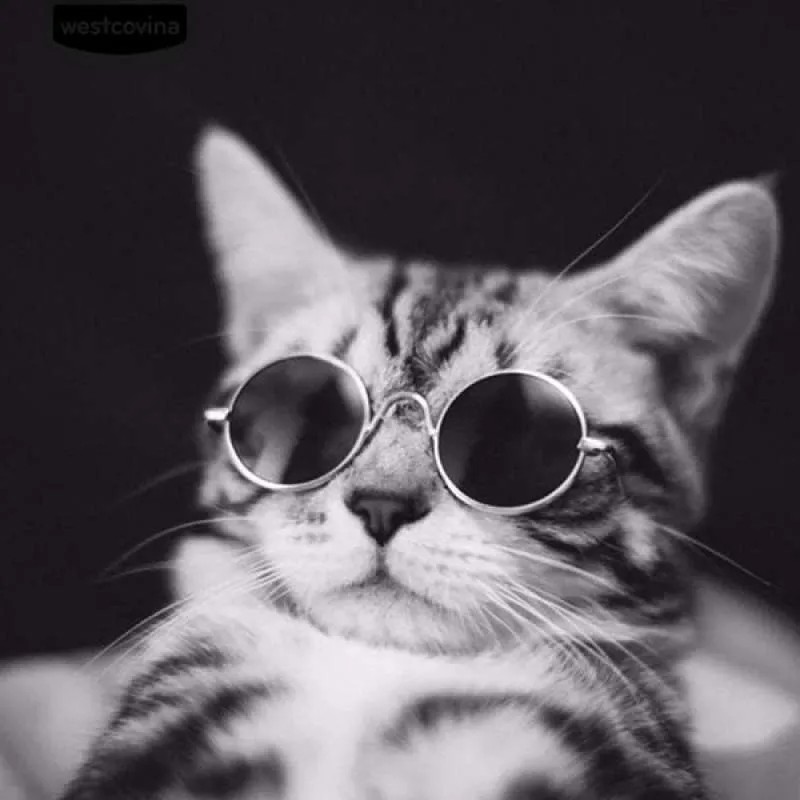 Wallpaper Kucing Aesthetic Pakai Kacamata