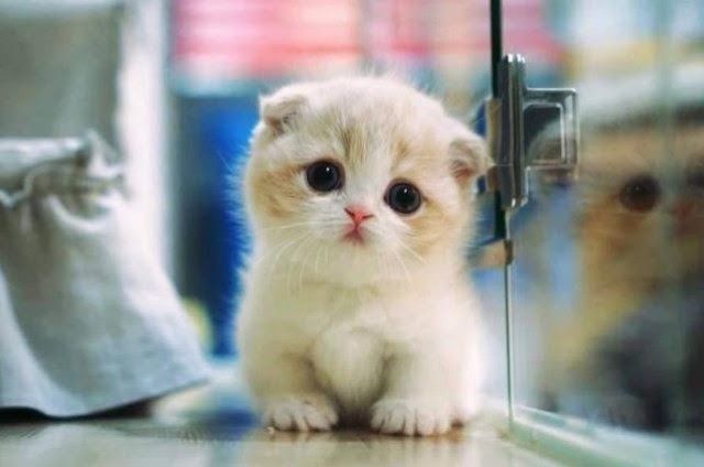 Walpaper Cute Baby Cat Aesthetic
