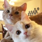 30+ Wallpaper Kucing Aesthetic Paling Lucu dan Imut
