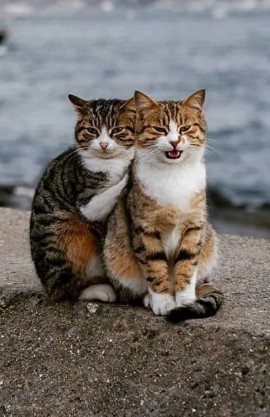 Wallpaper Kucing Aesthetic
