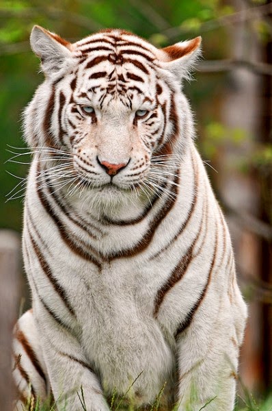 Gambar Macan Putih Marah