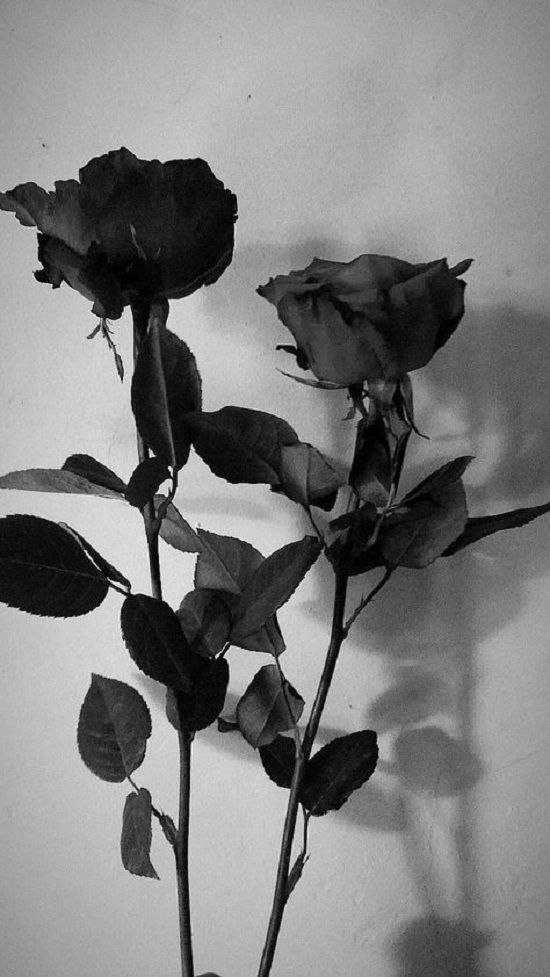 wallpaper hitam aesthetic bunga