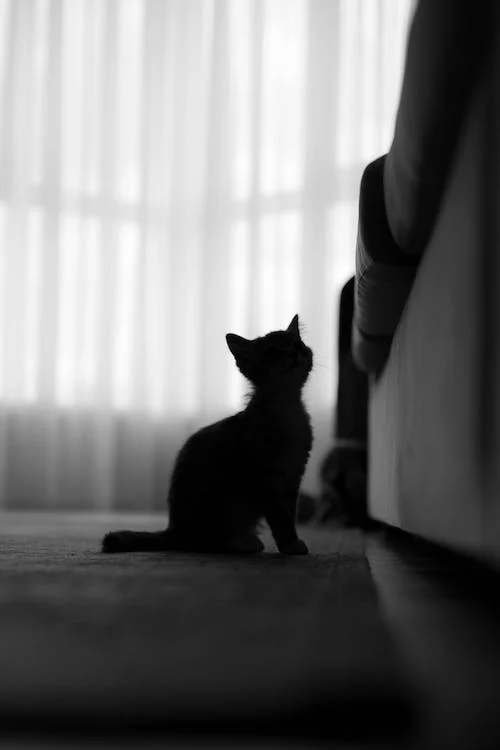 wallpaper hitam kucing peliharaan