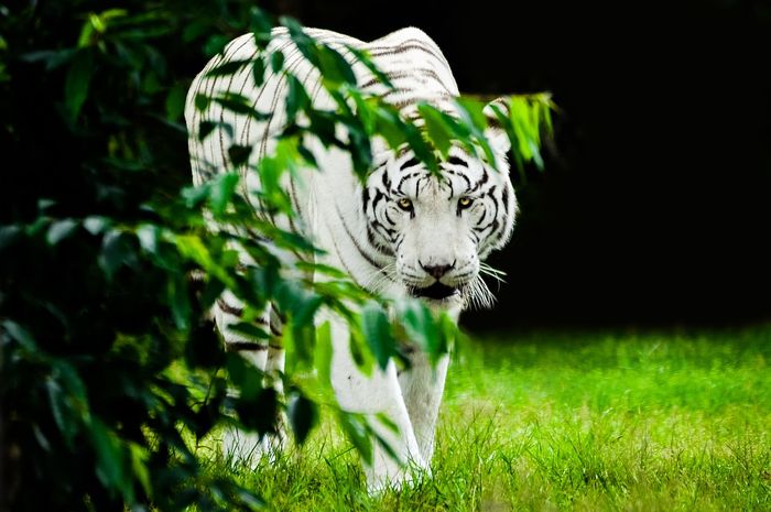 Gambar Macan Putih Marah dengan Pose sedang Mengintai Musuh