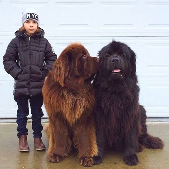 Anjing Newfoundland