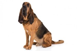 Anjing Bloodhound
