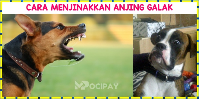 Cara Menjinakkan Anjing Galak
