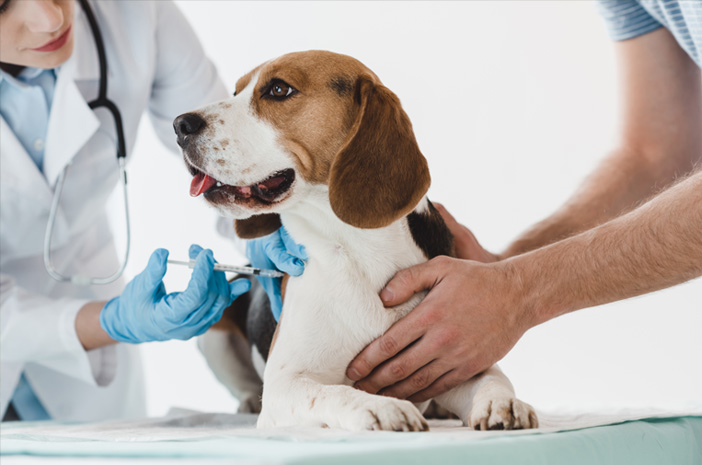 Vaksinasi anjing