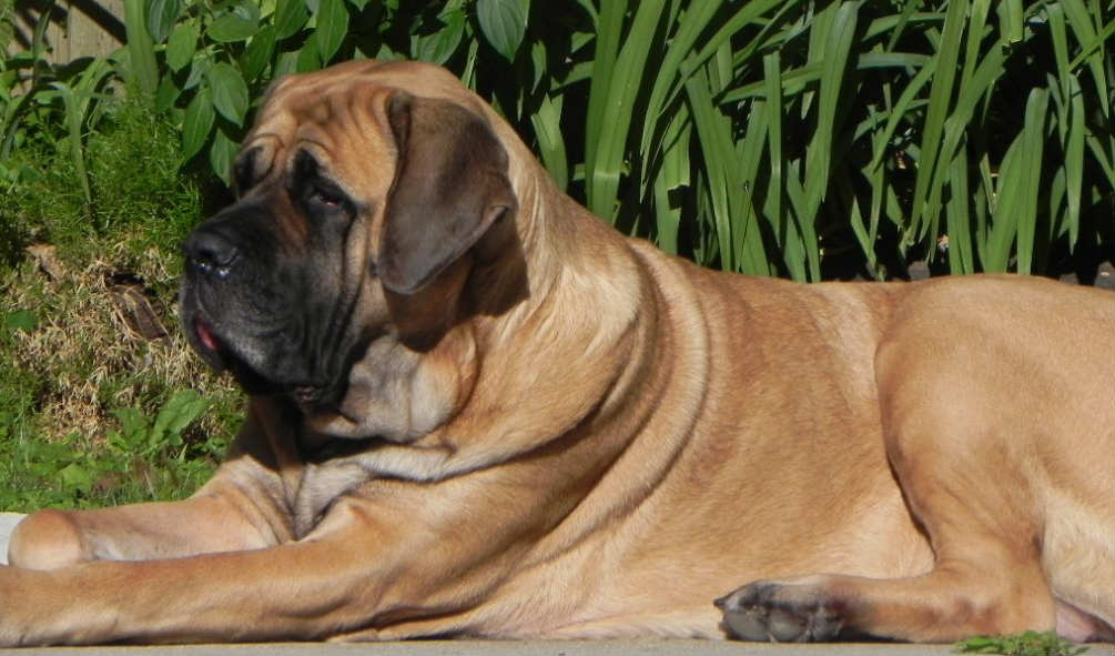 English mastiff