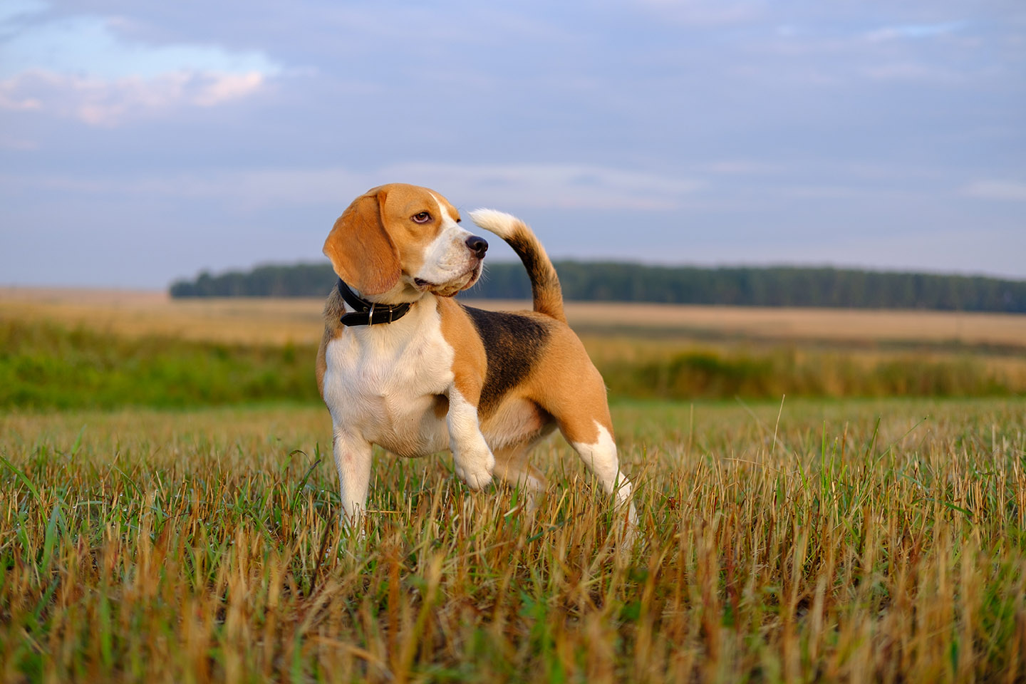 Jenis anjing kecil-beagle