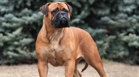 Anjing Bullmastiff