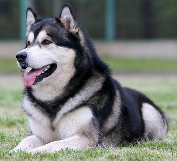 Alaskan Malamute