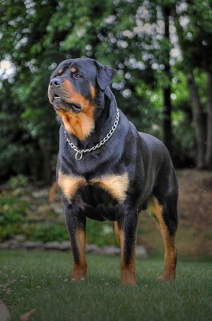 Anjing Rottweiler