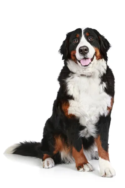 Bernese Mountain Dog