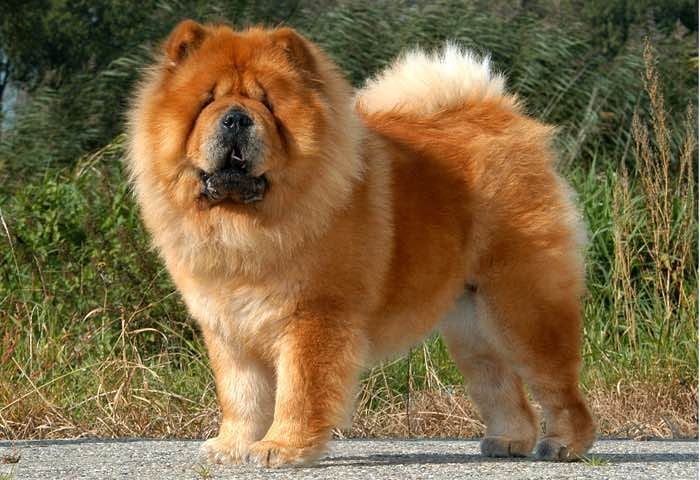 Anjing Chow Chow