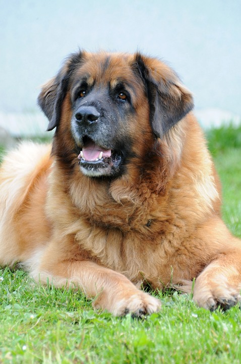 Anjing Leonberger