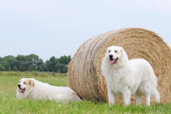 Great Pyrenees