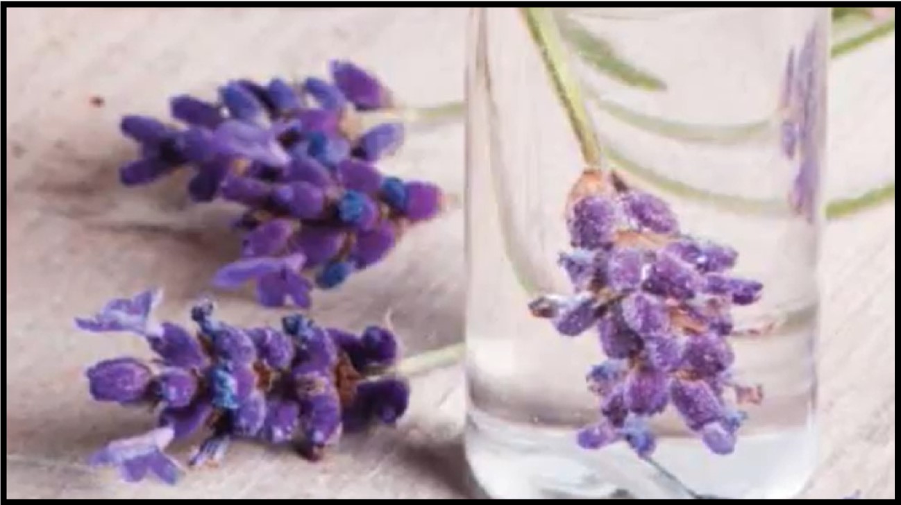 Aroma Minyak Lavender