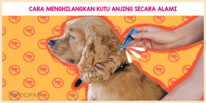 Cara Menghilangkan Kutu Anjing Secara Alami dan Permanen