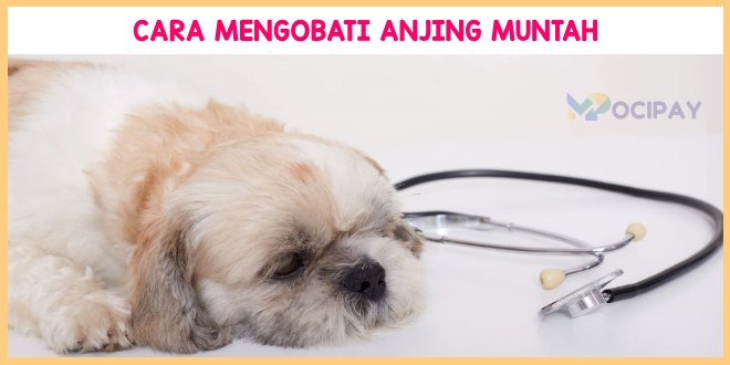 Cara Mengobati Anjing Muntah dan Berak Darah
