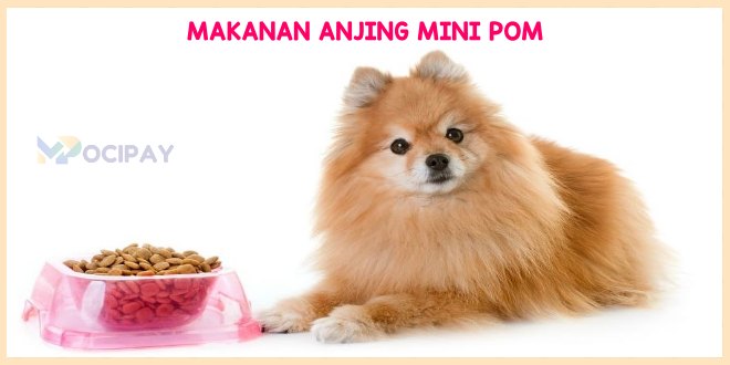 dog food untuk mini pom