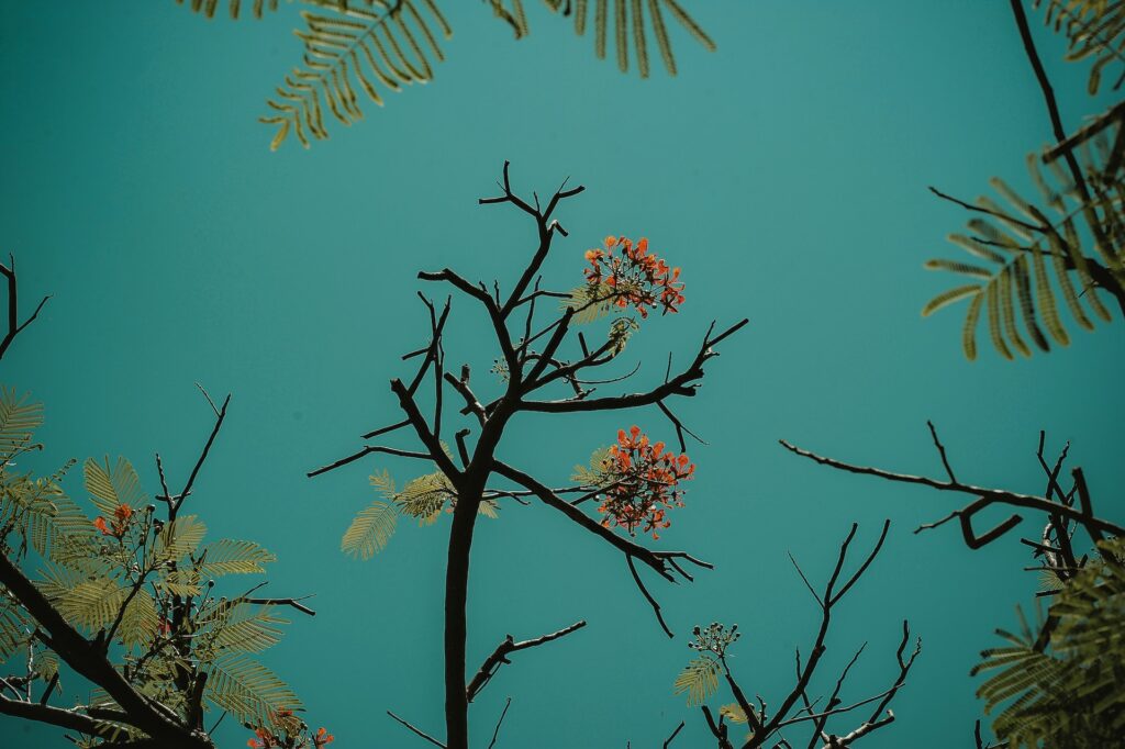 Kumpulan 30+ Wallpaper Hijau Aesthetic Download Gratis