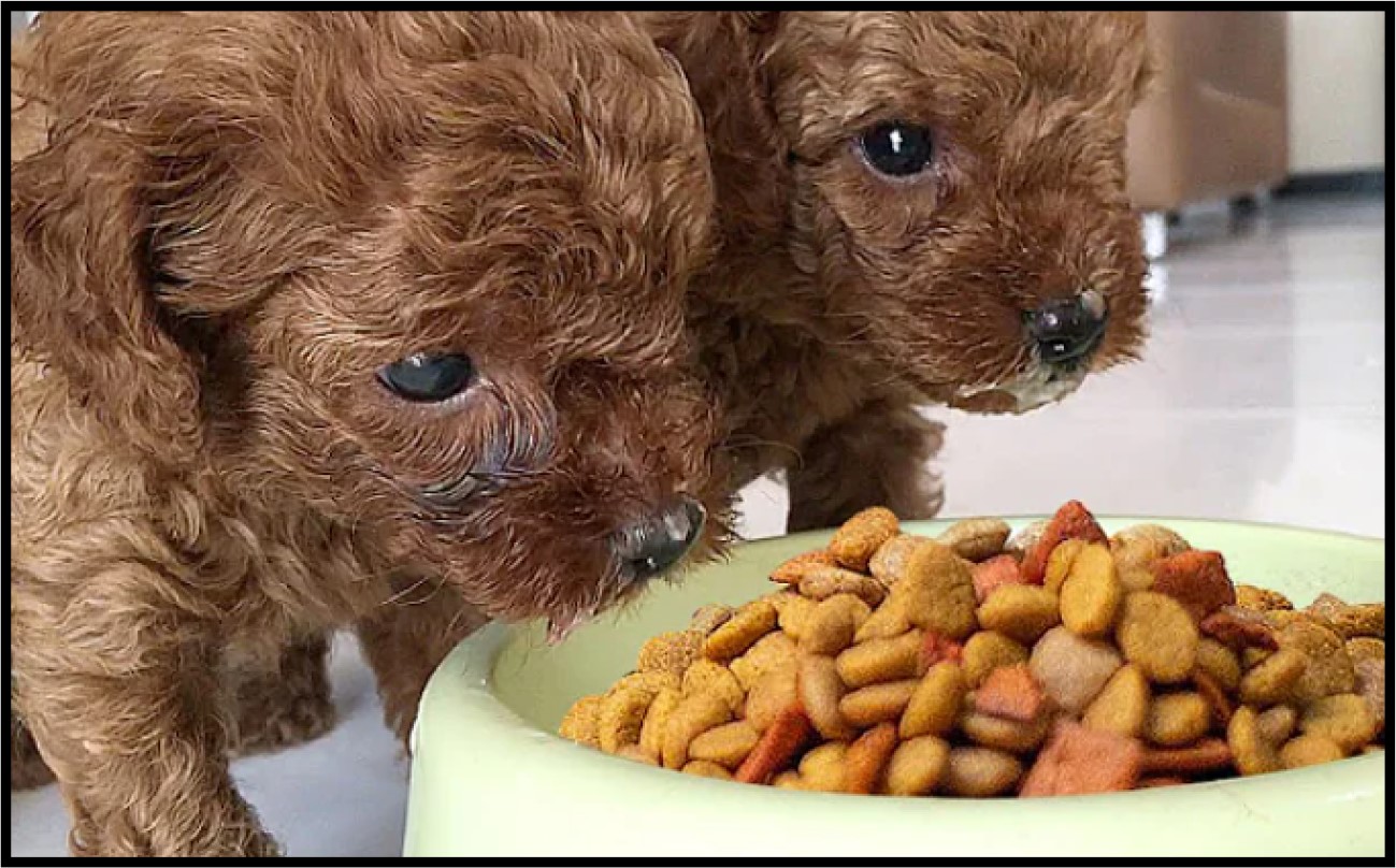 Mengenal Jenis Makanan Anjing