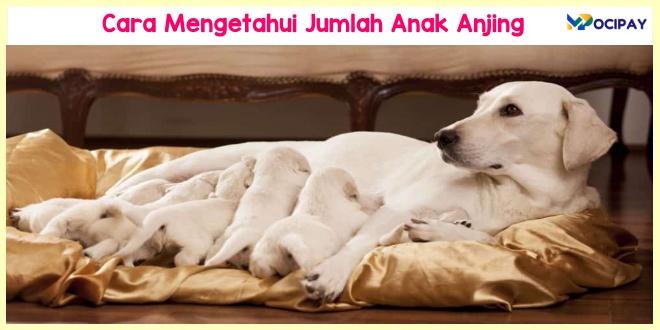 Cara Mengetahui Jumlah Anak Anjing