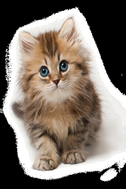 Lockscreen Wallpaper Bayi Kucing 
