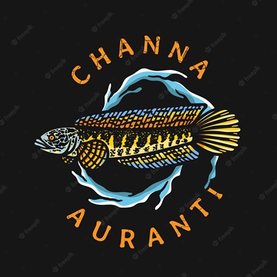 Logo Ikan Channa Auranti 