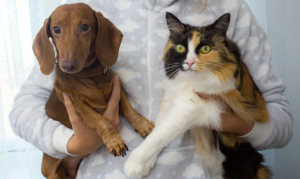 Kucing dan Anjing