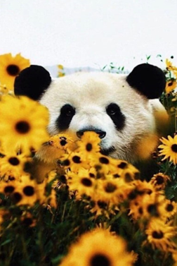 wallpaper boneka panda lucu ditengah bunga matahari