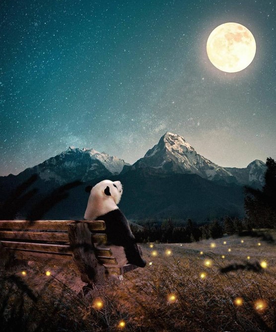 wallpaper boneka panda memandangi bulan