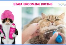 Harga Grooming Kucing