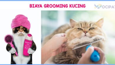 Harga Grooming Kucing