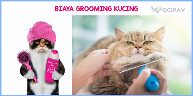 Harga Grooming Kucing