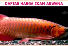 Daftar Harga Ikan Arwana
