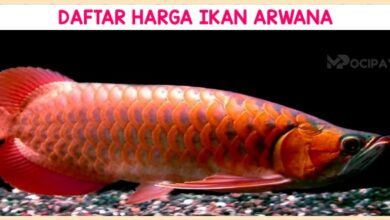 Daftar Harga Ikan Arwana