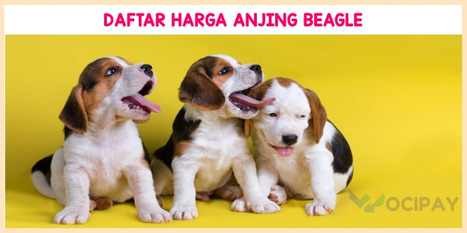 Harga Anjing Beagle