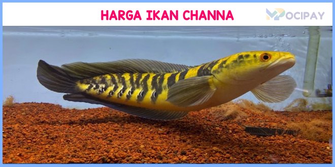 Harga Ikan Channa