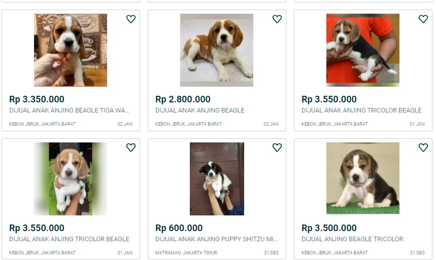 Daftar harga anjing beagle