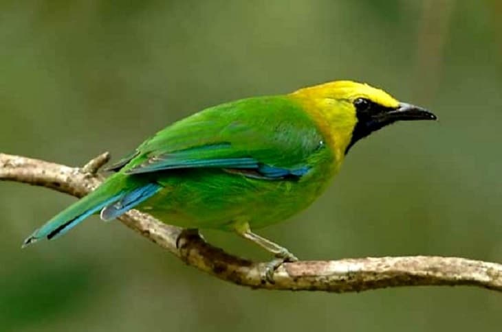 Burung Cucak Ijo Sumatera