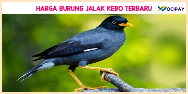 Harga Burung Jalak Kebo