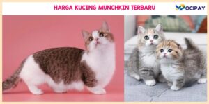 Harga Kucing Munchkin