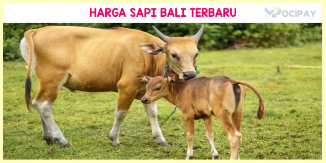 Harga Sapi Bali Umur 5 Bulan, 1 Tahun Hingga 3 Tahun