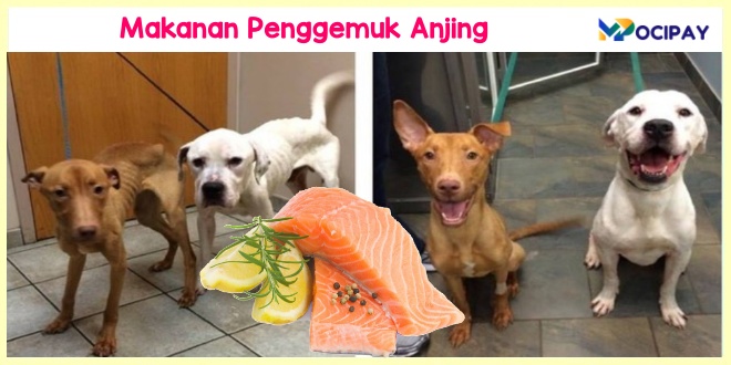 Makanan Penggemuk Anjing